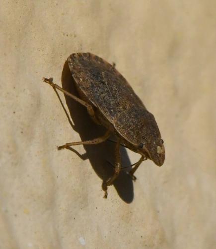 Sciocoris homalonotus